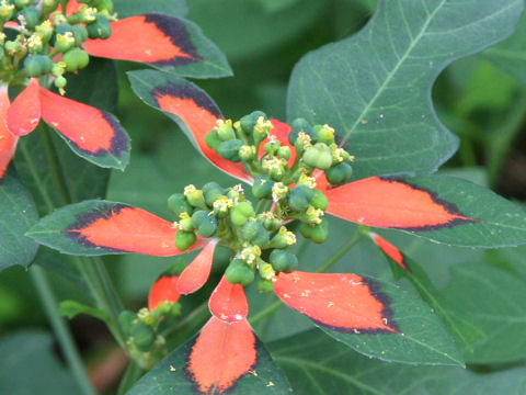 Euphorbia heterophylla