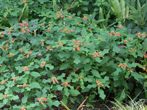 Euphorbia heterophylla