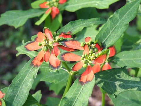 Euphorbia heterophylla