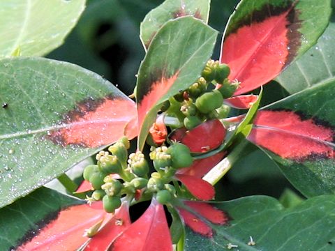 Euphorbia heterophylla