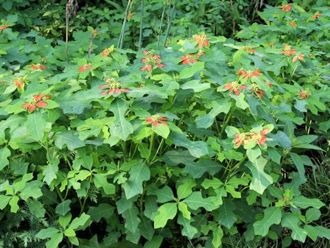 Euphorbia heterophylla