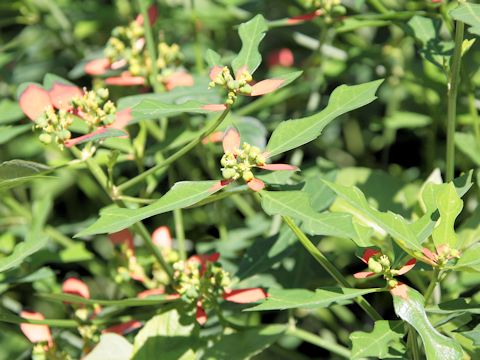 Euphorbia heterophylla