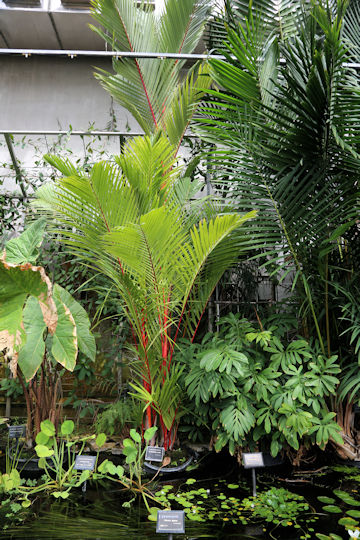 Cyrtostachys renda