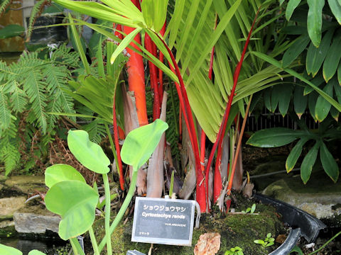 Cyrtostachys renda