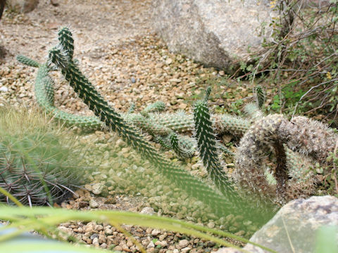 Cylindropuntia bigelovii