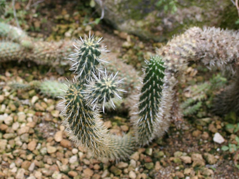 Cylindropuntia bigelovii