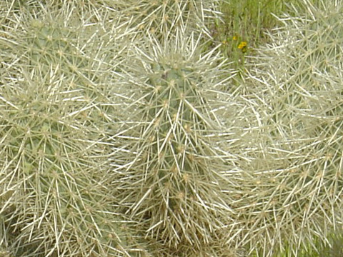 Cylindropuntia bigelovii