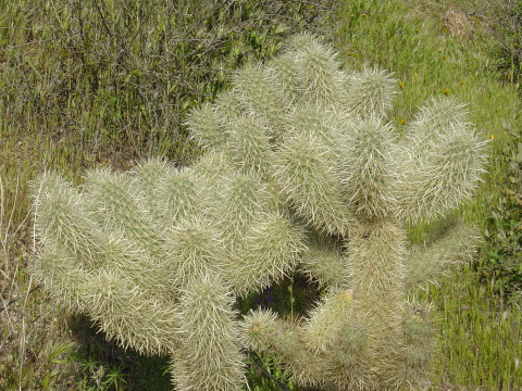 Cylindropuntia bigelovii