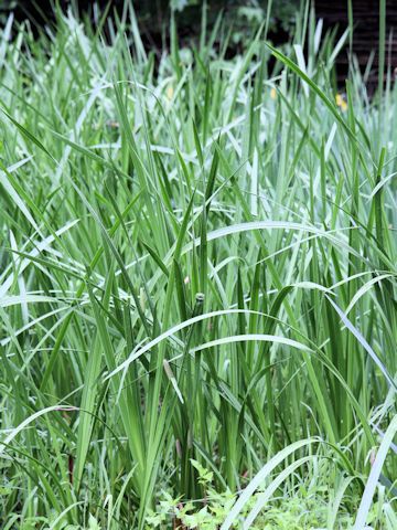 Acorus calamus