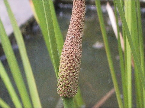 Acorus calamus