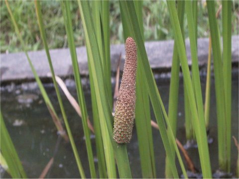 Acorus calamus