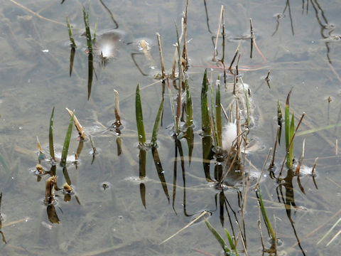 Acorus calamus