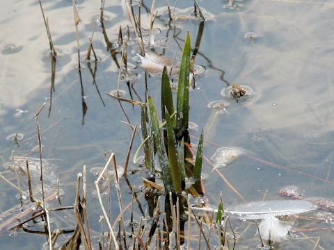 Acorus calamus