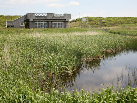 Acorus calamus