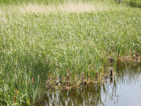 Acorus calamus