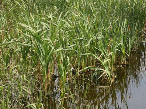Acorus calamus