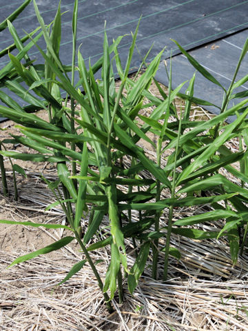 Zingiber officinale