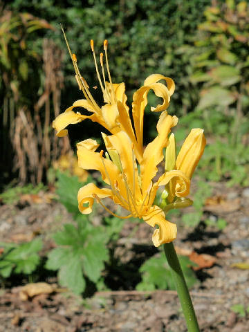 Lycoris traubii