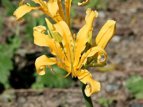 Lycoris traubii