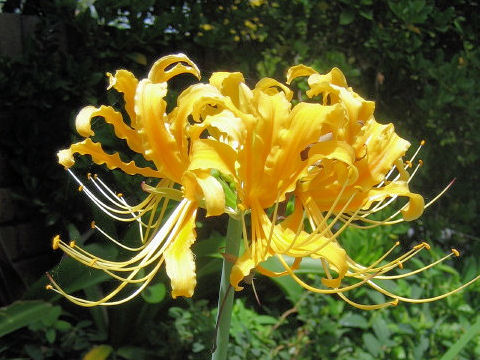 Lycoris traubii