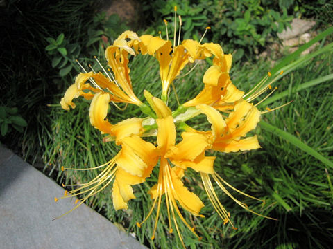 Lycoris traubii