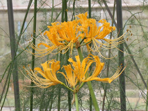 Lycoris traubii