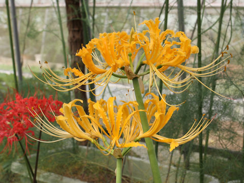 Lycoris traubii