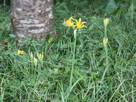 Lycoris traubii