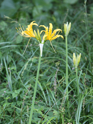 Lycoris traubii