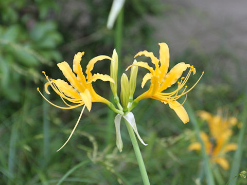 Lycoris traubii