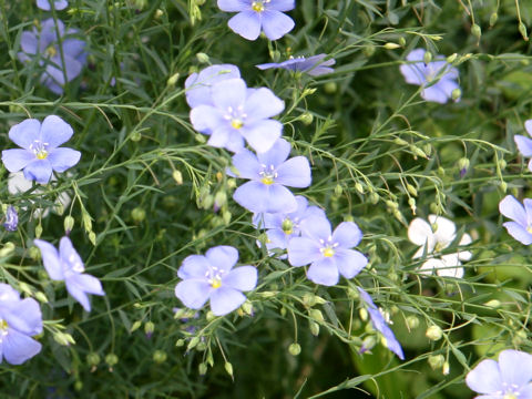 Linum perenne