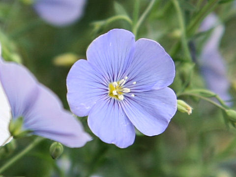 Linum perenne