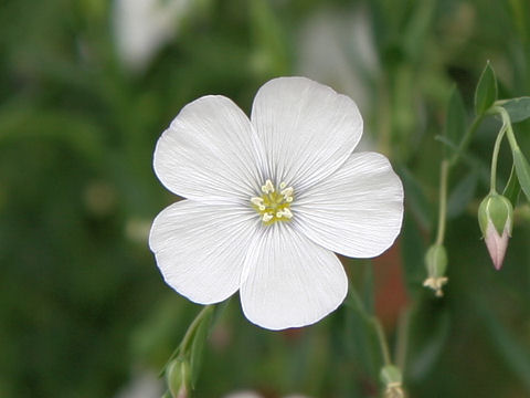 Linum perenne