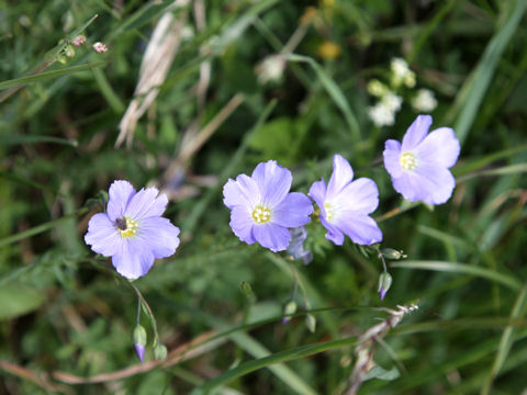 Linum perenne