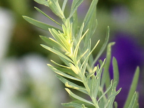 Linum perenne