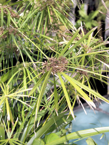 Cyperus alternifolius