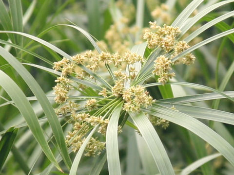 Cyperus alternifolius