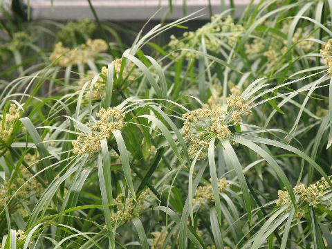 Cyperus alternifolius