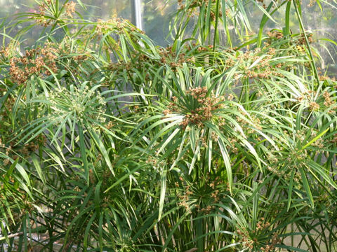 Cyperus alternifolius