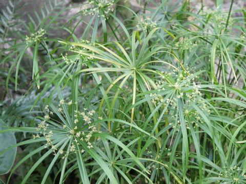 Cyperus alternifolius