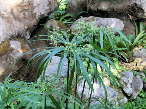 Cyperus alternifolius