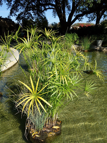 Cyperus alternifolius