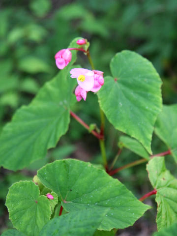 Begonia evansiana