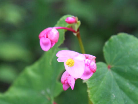 Begonia evansiana