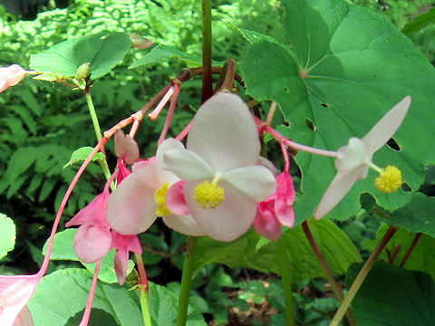 Begonia evansiana