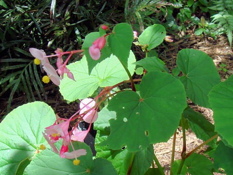 Begonia evansiana