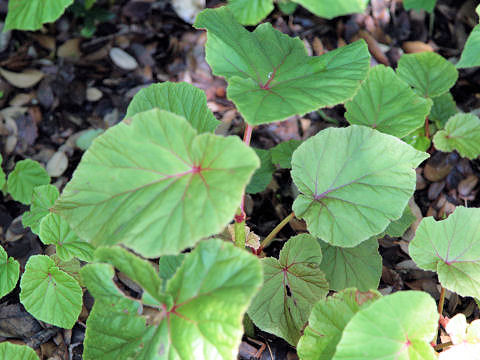 Begonia evansiana