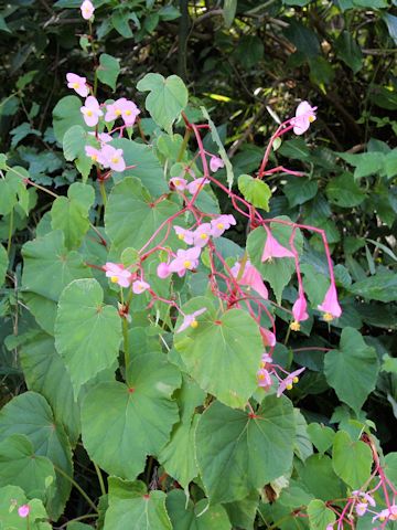 Begonia evansiana