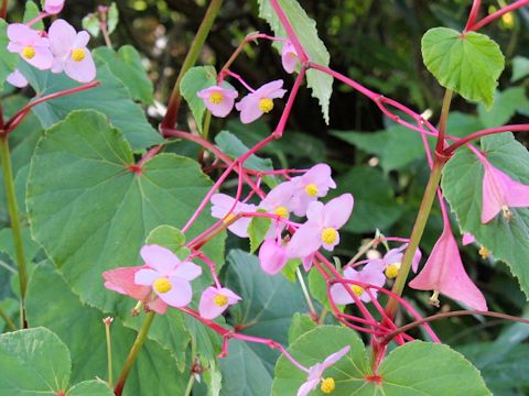 Begonia evansiana