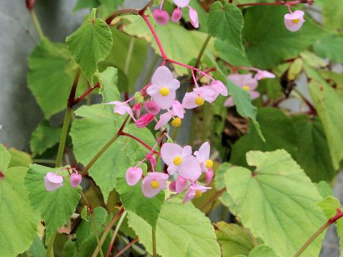 Begonia evansiana